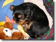 Jorkšírský terier, Yorkshire Terrier,