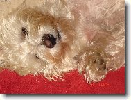 West Highland White Terrier