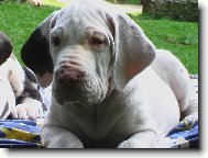 Deutsche Dogge