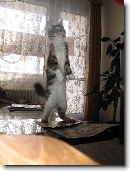 Maine Coon