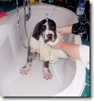 Deutsche Dogge