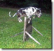 Deutsche Dogge