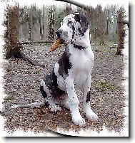 Deutsche Dogge