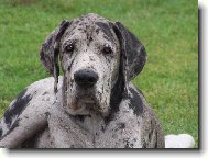 Deutsche Dogge