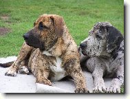 Deutsche Dogge