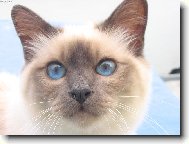 Sacred Birman