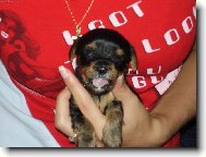 Jorkšírský terier, Yorkshire Terrier,