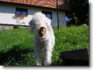 Bedlington Terrier