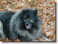 Deutscher spitz Wolfspitz, Keeshound