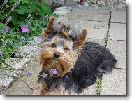 Jorkšírský terier, Yorkshire Terrier,