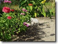 Poodle, Caniche