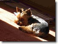 Jorkšírský terier, Yorkshire Terrier,