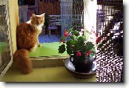 Maine Coon