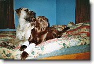 Chinese Crested Dog