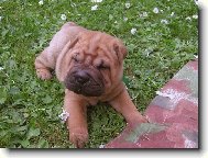 Shar-Pei