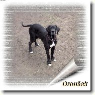 Deutsche Dogge