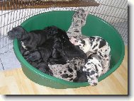 Deutsche Dogge