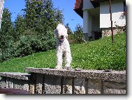 Bedlington Terrier