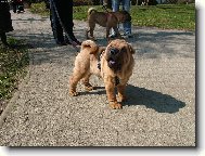 Shar-Pei