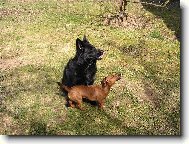 Chien de Berger Belge - Groenendael