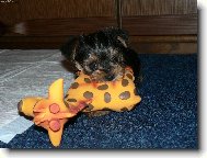 Jorkšírský terier, Yorkshire Terrier,