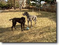 Deutsche Dogge
