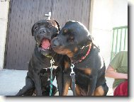 Rottweiler