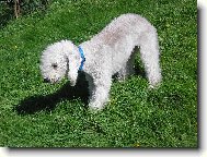 Bedlington Terrier