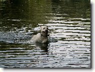 Berner Sennenhund