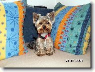 Jorkšírský terier, Yorkshire Terrier,