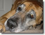Deutsche Dogge