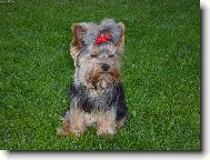 Jorkšírský terier, Yorkshire Terrier,