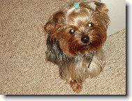 Jorkšírský terier, Yorkshire Terrier,
