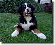 Berner Sennenhund