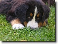 Berner Sennenhund