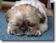icu, Shih-Tzu