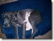 Deutsche Dogge