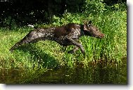 Deutscher Kurzhaariger Vorstehhund