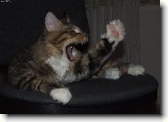 Maine Coon