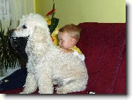 Poodle, Caniche