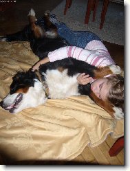 Berner Sennenhund