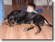 Rottweiler