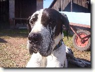 Deutsche Dogge