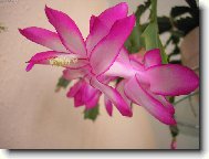 Schlumbergera