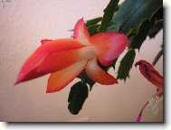 Schlumbergera