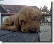 Shar-Pei
