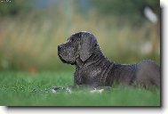 Deutsche Dogge