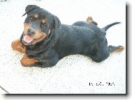 Rottweiler