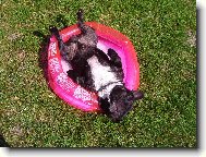 Bouledogue francais, French Bulldog