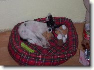 Chinese Crested Dog